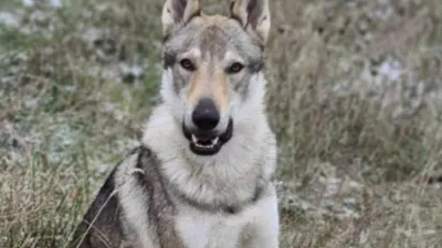 Kužka Akija i&scaron;čejo že nekaj tednov. 