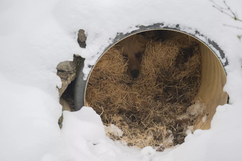 medvedzimsko spanje09.01.2026 ZOO Živalski vrt Ljubljana - živali pozimiFOTO: Nik Erik Neubauer