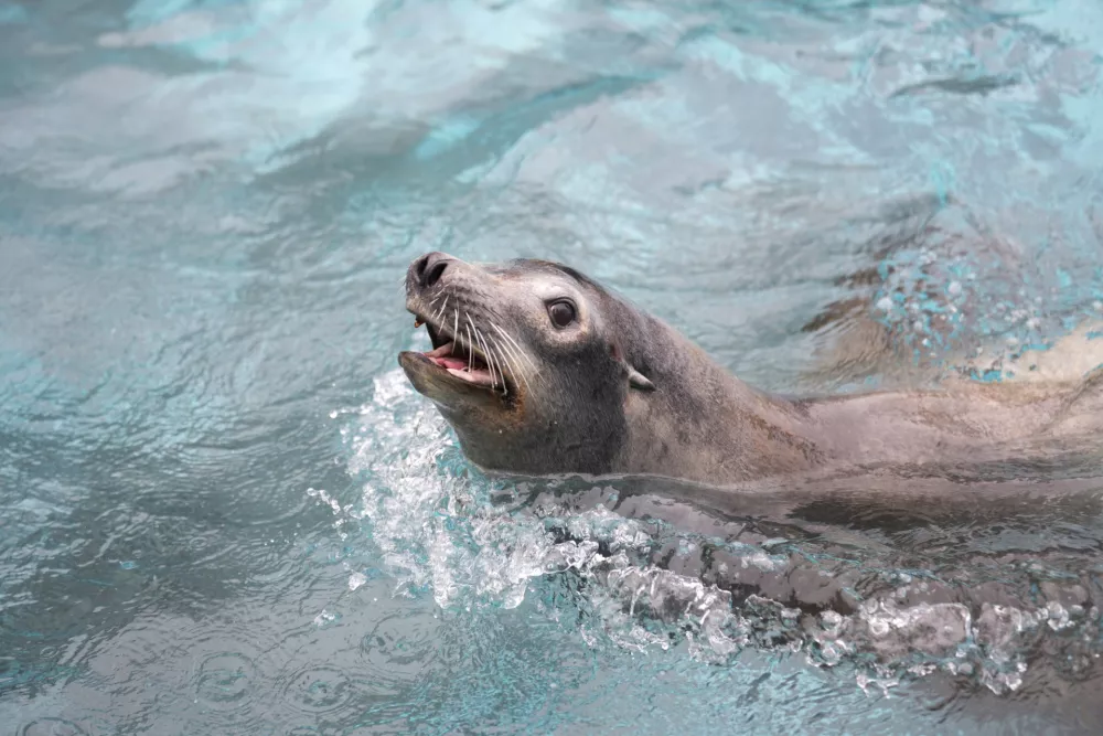 morski lev09.01.2026 ZOO Živalski vrt Ljubljana - živali pozimiFOTO: Nik Erik Neubauer