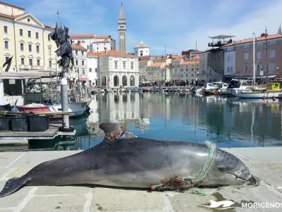 Delfinka se je eno leto kasneje znova zapletla v drugo ribi&scaron;ko mrežo, kar je tokrat bilo usodno. Foto: Morigenos
