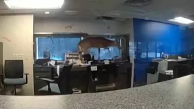 Jelen je priletel skozi okno banke, potem pa ni sam na&scaron;el poti ven. 