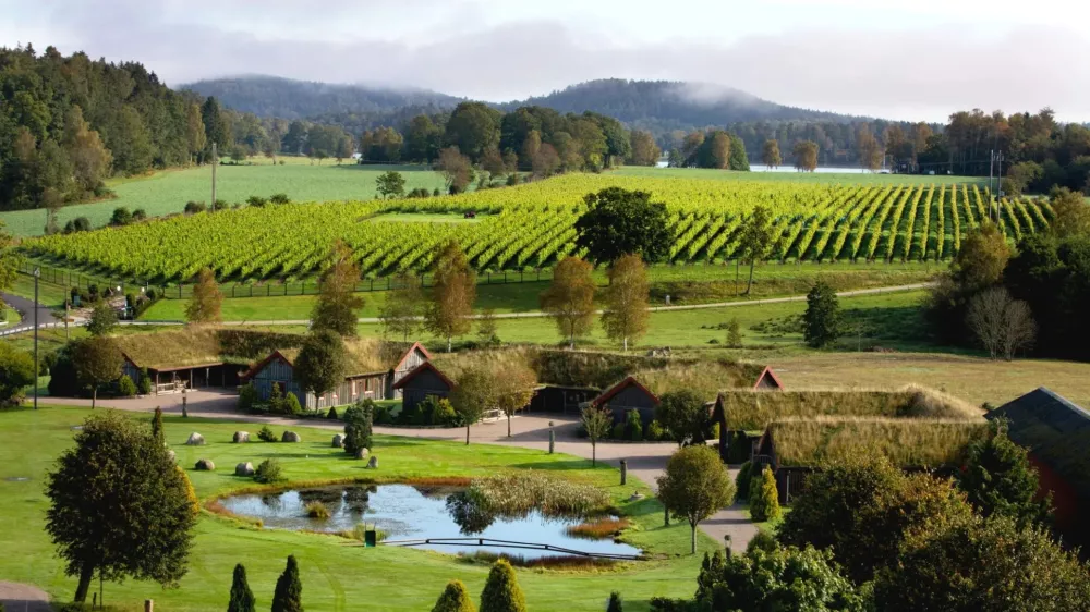 na &Scaron;vedskem prevladujejo odporne sorte, za najpomembnej&scaron;o velja solaris, večina vinogradov pa je skoncentriranih na jugu države. F visitsweden.com