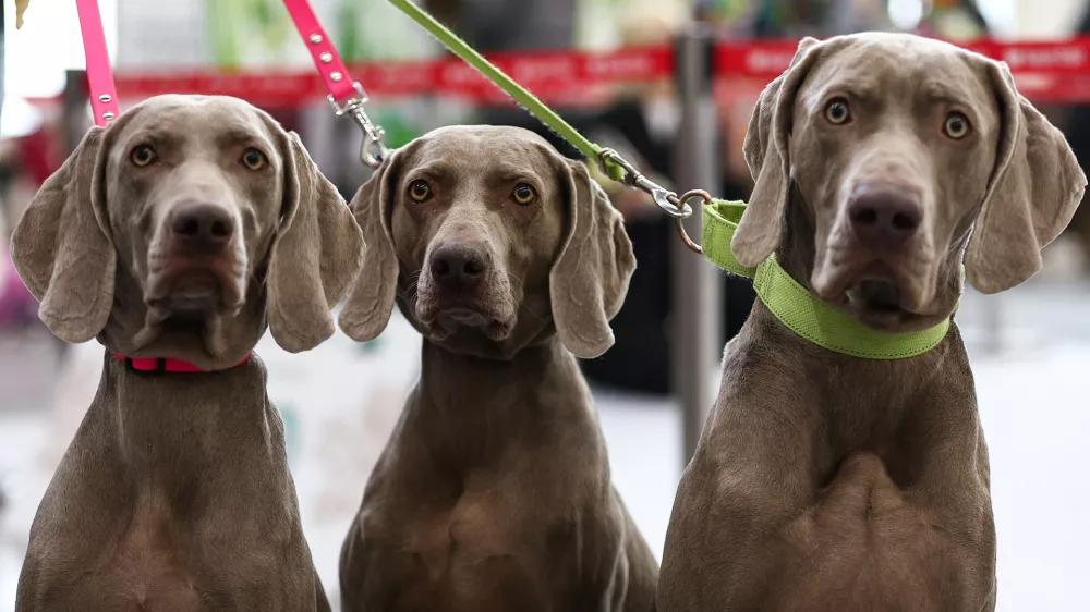 24 January 2026, Russia, Kazan: Weimaraners at the 2026 National dogs show in memory of Leonid Sabaneyev at the Kazan Expo Exhibition Centre in Bolshiye Kabany. Photo: Yegor Aleyev/TASS via ZUMA Press/dpa