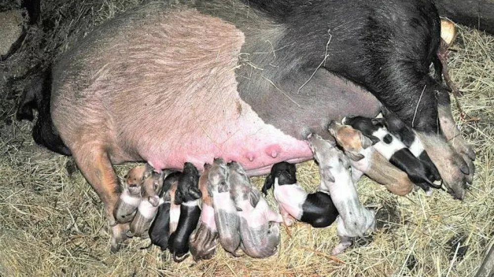 živinoreja, pujski, kastracije. Foto: KGZS 