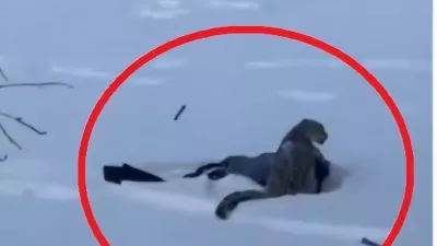 Svet je obkrožil posnetek smučarke, ki leži z obrazom v snegu, medtem ko snežni leopard sedi na njeni glavi. Foto: posnetek zaslona