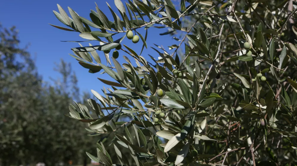- oljčni nasad &ndash; oljke - olive- 27.09.2018 &ndash; Hrva&scaron;ka Istra &ndash; oljkarji - Oljarna AGROFIN, Zambratija - proizvodnja ekstra devi&scaron;kega istrskega oljčnega olja - oljčno &ndash; olivno olje - //FOTO: Luka Cjuha.