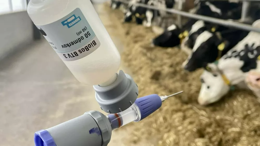 bolezen modrikastega jezika, cepivo. Foto: Veterinarska praksa Teneti&scaron;e, fb