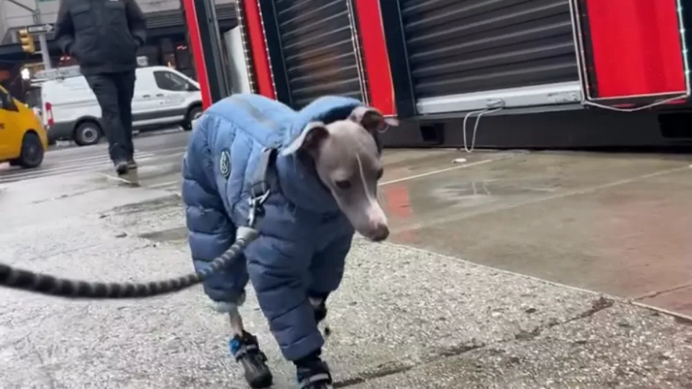 Med sprehodom po ulicah New Yorka / Foto: Instagram