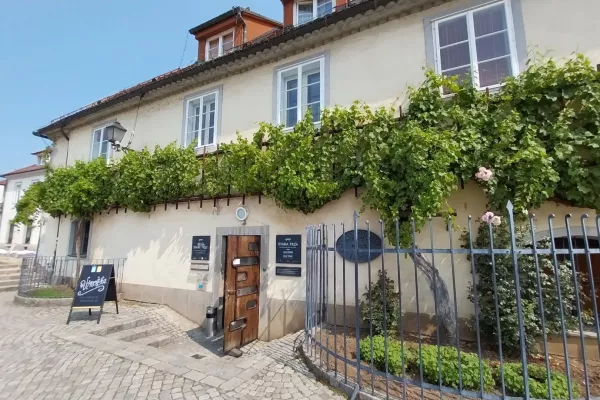 Zagotovo zelo močna zgodba Maribora je tudi najstarej&scaron;a trta na svetu. F Vesna Levičnik