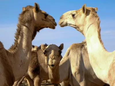 Camels at the livestock export market, in El Obeid, North Kordofan State, Sudan, January 17, 2026. REUTERS/El Tayeb Siddig