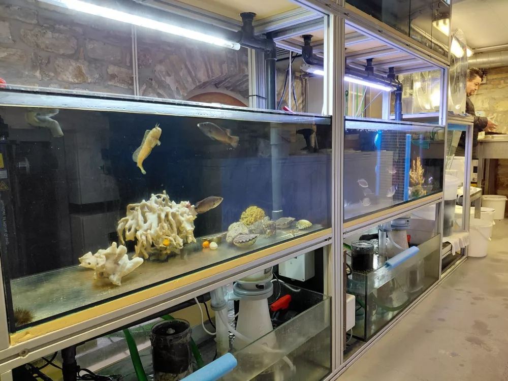 Piranski akvarij v boju s časom