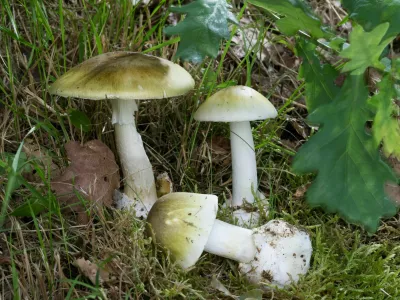 Zelena mu&scaron;nica