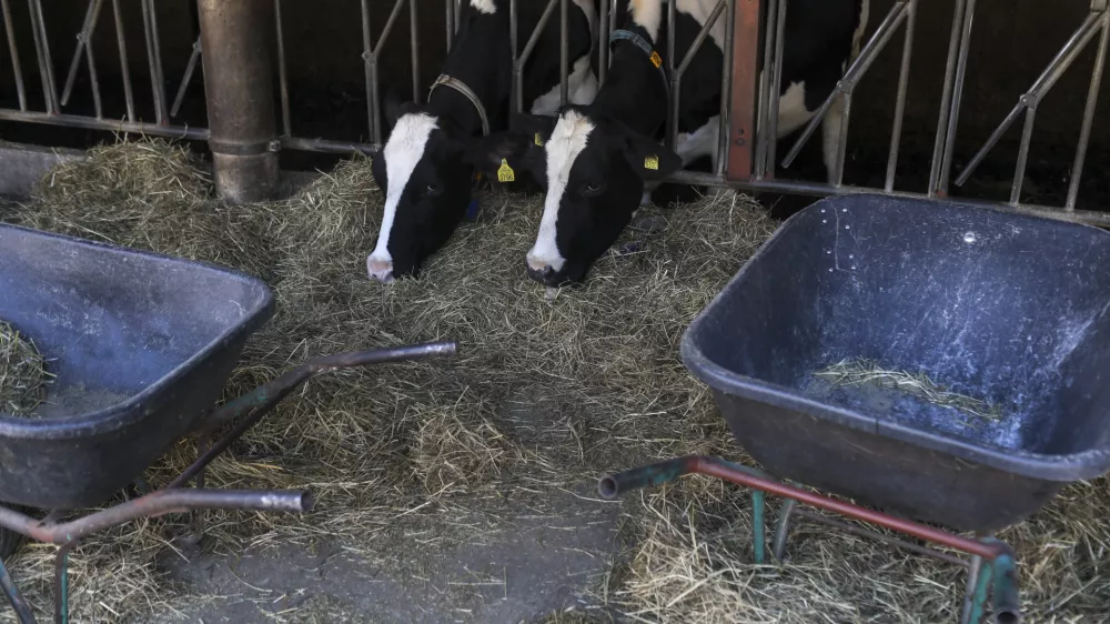 - govedoreja - krave - krava - živinoreja- 08.10.2019 &ndash; Kmetija Pustotnik &ndash; Sirnica, mlečni izdelki in siri, Poljanska cesta 19, Gorenja vas Občini Gorenja vas-Poljane. //FOTO: Jaka GasarOPOMBA: DNEVNIKOV OBJEKTIV &ndash; REPORTAŽA O SIRIH