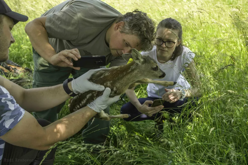 Biotehni&scaron;ka fakulteta, katedra za ekologijo in varstvo okolja, projekt preučevanja smrtnosti srnjačkov, srna / Foto: Rudi Kra&scaron;evec