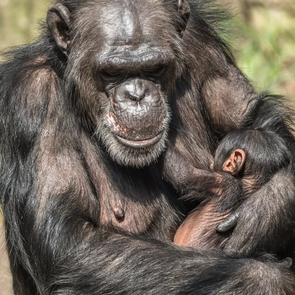 &Scaron;impanzevka se na svojega mladička zelo naveže. / Foto: Istock