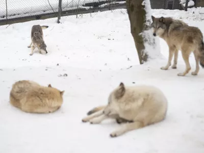 volk volkovi09.01.2026 ZOO Živalski vrt Ljubljana - živali pozimiFOTO: Nik Erik Neubauer