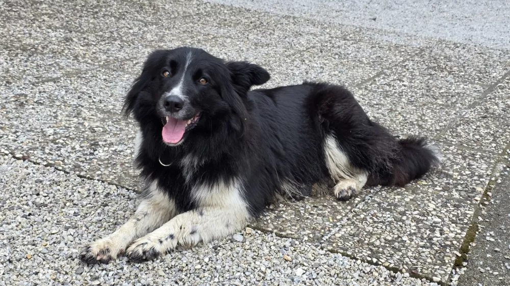 Lepotica tedna Čula / Foto: Anže