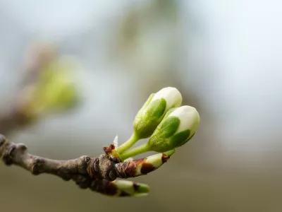 Brstenje če&scaron;nje. Slika je simbolična. / Foto: Istock