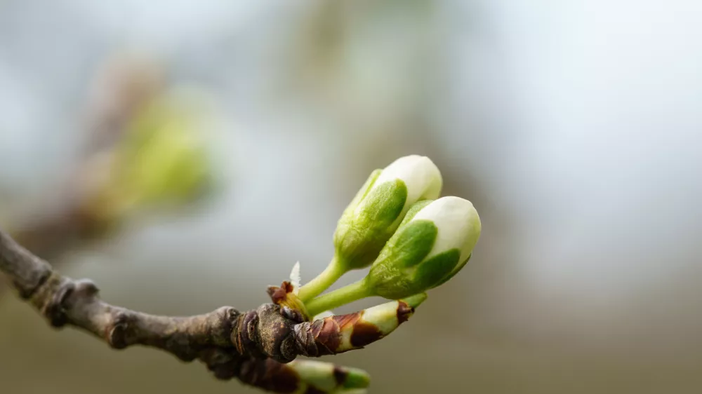Brstenje če&scaron;nje. Slika je simbolična. / Foto: Istock