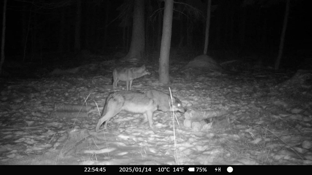 Volk ponovno na Pohorju &ndash; znanje za varen soobstoj