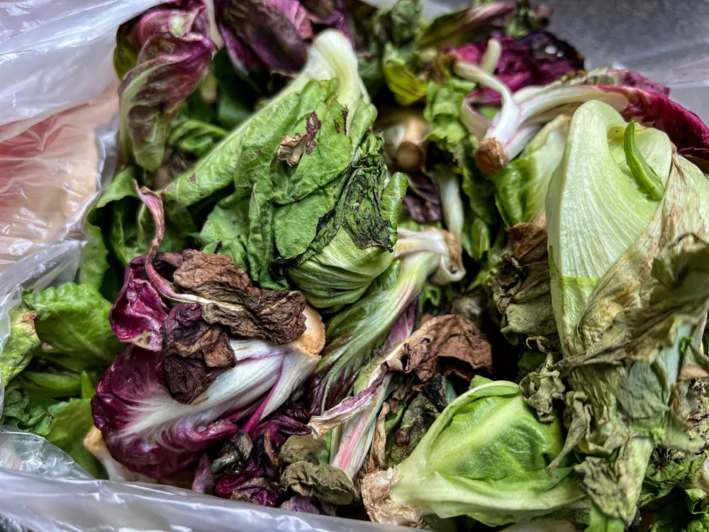 ... tako pa uvela solata. / Foto: Istock