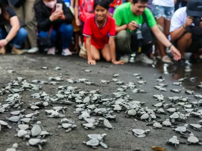 NAIC, CAVITE, PHILIPPINES - 13 FEBRUARY: People react as 500 Olive Ridley sea turtle hatchlings make their way into the sea after being released from the 'Pawikan Sanctuary', as part of a festival to raise ocean conservation awareness, in Naic, Cavite, Philippines, on 13 February, 2026. The festival is aimed at protecting the endangered Olive Ridley turtles and increasing their survival rate, raising public awareness of ocean conservation and educating the people how they can become a steward of the ecosystem in the midst of worsening climate change. This comes after United States President Donald Trump withdrew United Nations Framework Convention on Climate Change (UNFCCC) and 66 international organisations and environmental agreements including the Paris Agreement, a move seen as detrimental for combatting climate change. Daniel Ceng / Anadolu/ABACAPRESS.COM,Image: 1074628692, License: Rights-managed, Restrictions:, Model Release: no