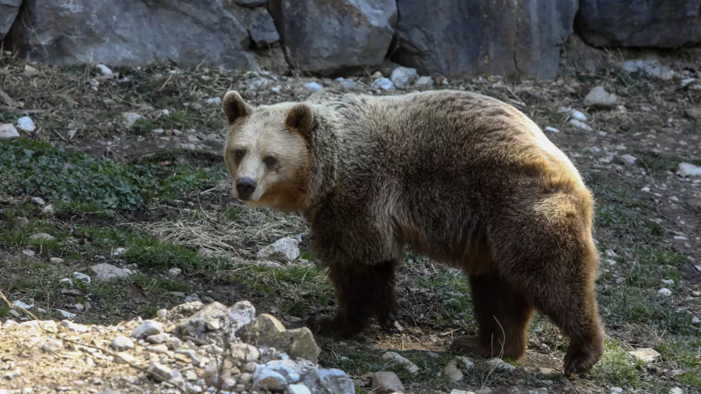 - medved 03.03.2022 - Živalski vrt ZOO Ljubljana - //FOTO: Luka Cjuha.