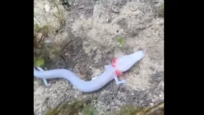 človeške ribice 
