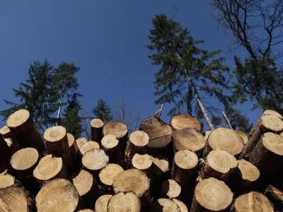 Smlednik -  - 20.3.2014 - sanacija po&scaron;kodovanih gozdov po žledolomu - sečnja in spravilo po&scaron;kodovanega lesa - podrta - polomljena drevesa - gozdovi - gozd - les - hlodovina - gozdarstvo - žledolom    //FOTO: Luka Cjuha.