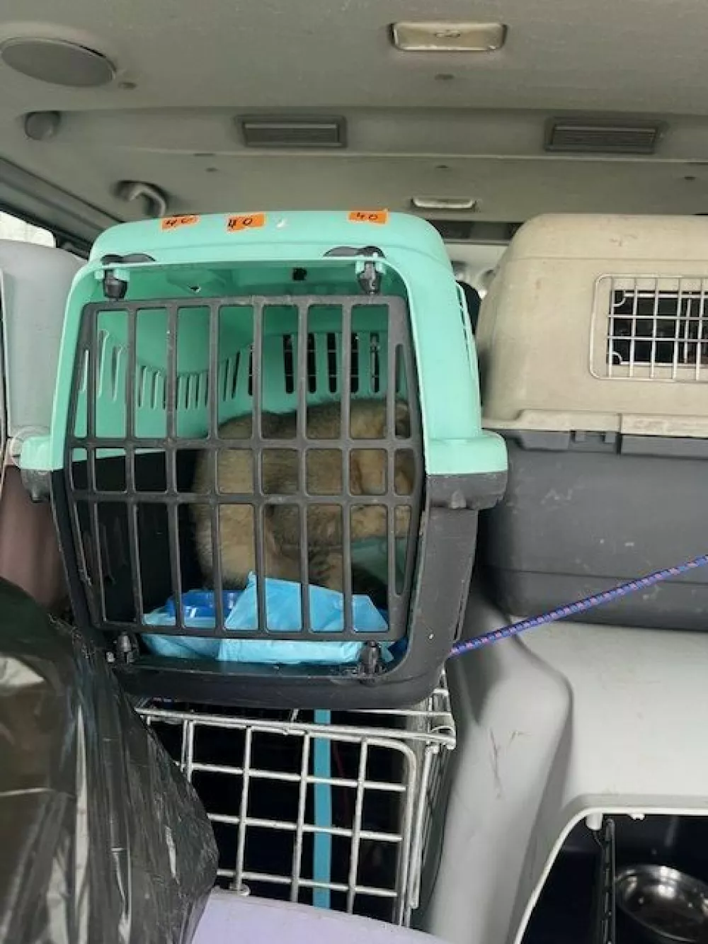 Murskosobo&scaron;ki policisti so v prtljažniku kombija na&scaron;li dvanajst psov in sedem mačk, ki so jih začasno odvzeli. 