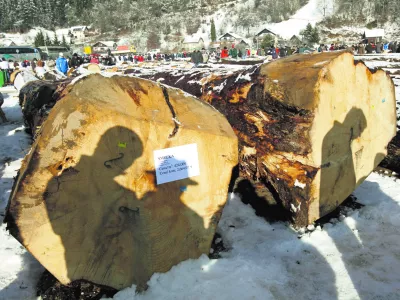 - 7. licitacija visoko kakovostnega lesa v Sloveniji 2013 - Slovenj Gradec, prodaja - dražba - les - drevesa - hlodi    //FOTO: Luka Cjuha  