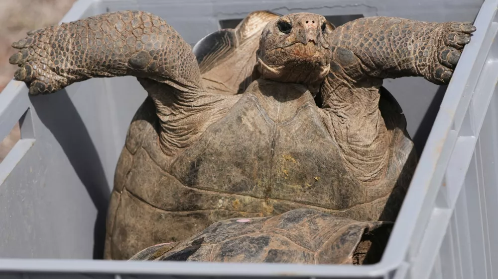A juvenile giant tortoise sits in a box before its release on Floreana Island as part of a project to reintroduce the species to its native habitat in the Galapagos Islands, Ecuador, Friday, Feb. 20, 2026. (AP Photo/Dolores Ochoa)