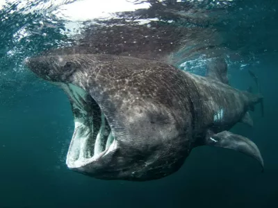 morski pes orjak wikimedia commons