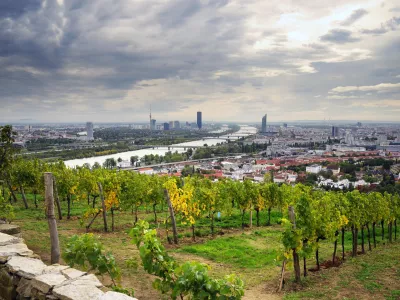 Znotraj mestnih meja Dunaja se razprostira med 600 in 700 hektarjev vinogradov, kar Dunaj uvr&scaron;ča na prvo mesto po količini mestnih vinogradni&scaron;kih povr&scaron;in na svetu. F Austrian Wine / WSNA