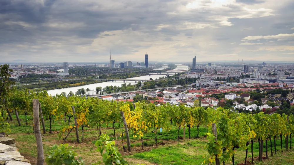 Znotraj mestnih meja Dunaja se razprostira med 600 in 700 hektarjev vinogradov, kar Dunaj uvr&scaron;ča na prvo mesto po količini mestnih vinogradni&scaron;kih povr&scaron;in na svetu. F Austrian Wine / WSNA