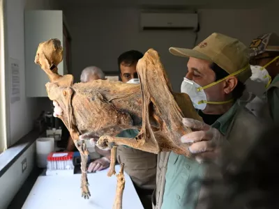 Avtorji &scaron;tudije so določili starost petih vzorcev in ugotovili, da je najstarej&scaron;i star približno 4000 let. Foto: Nacionalni center za prostoživeče živali 