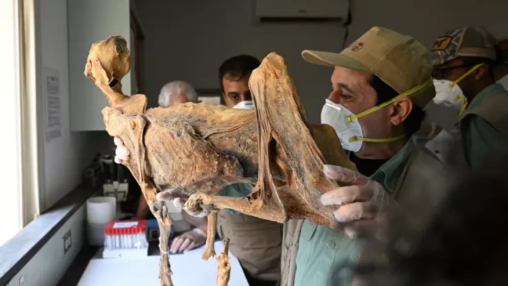 Avtorji &scaron;tudije so določili starost petih vzorcev in ugotovili, da je najstarej&scaron;i star približno 4000 let. Foto: Nacionalni center za prostoživeče živali 