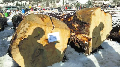 - 7. licitacija visoko kakovostnega lesa v Sloveniji 2013 - Slovenj Gradec, prodaja - dražba - les - drevesa - hlodi    //FOTO: Luka Cjuha  