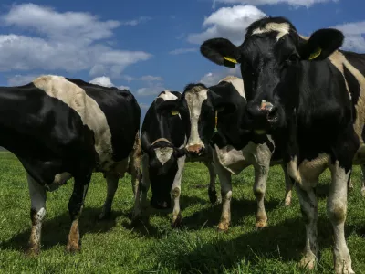 krave - kmetija Žampa - Levanjci v Občini Ptuj   - 12.05.2017 - reportaža o nevzdržni kmetijski birokraciji - ZA OBJEKTIV   //FOTO: Jaka Gasar