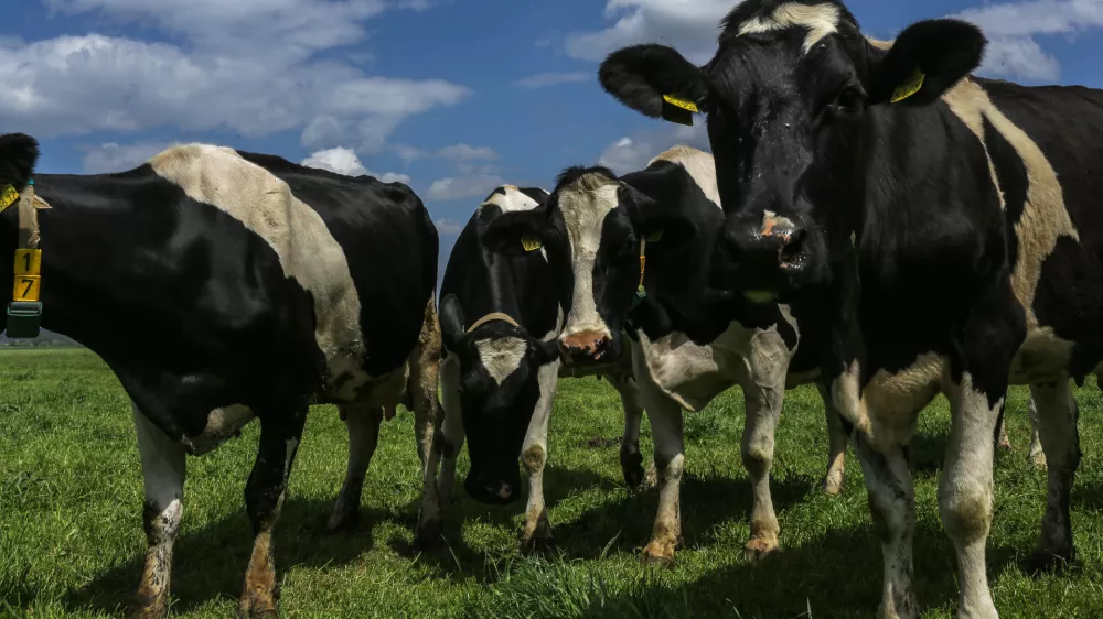 krave - kmetija Žampa - Levanjci v Občini Ptuj   - 12.05.2017 - reportaža o nevzdržni kmetijski birokraciji - ZA OBJEKTIV   //FOTO: Jaka Gasar