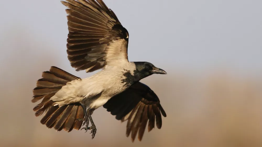 Siva vrana v letu / Foto: Jure Novak