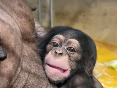 Foto: Arhiv ZOO Ljubljana