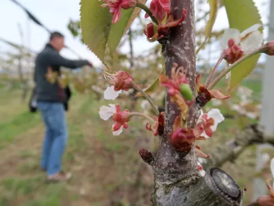 Sadjarstvo, pozeba, nasad, cvetenje če&scaron;enj, Sadjarski center Bilje