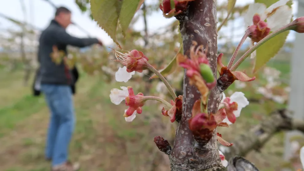 Sadjarstvo, pozeba, nasad, cvetenje če&scaron;enj, Sadjarski center Bilje