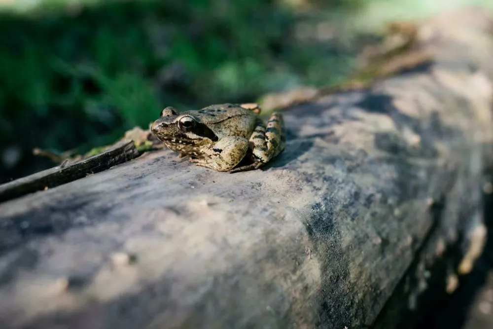la&scaron;ka žaba / Foto: Polona Avanzo