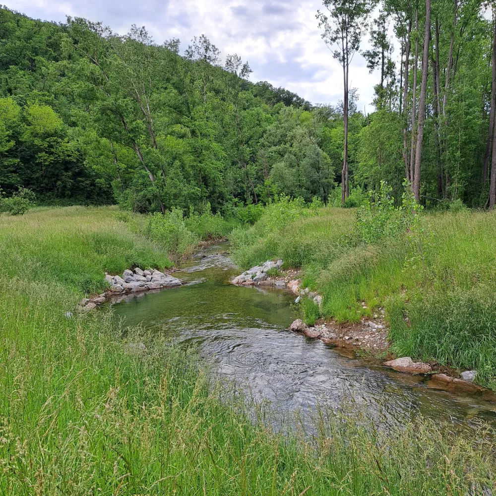 Črnočeli srakoper / Foto: Foto Mitja Denac