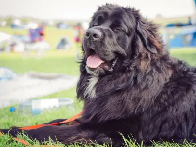 Image: 996005279, License: Royalty-free, Restrictions:, Model Release: no