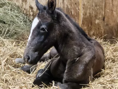 V Kobilarni Lipica so dočakali rojstvo prvega leto&scaron;njega žrebeta. Foto: kobilarna Lipica