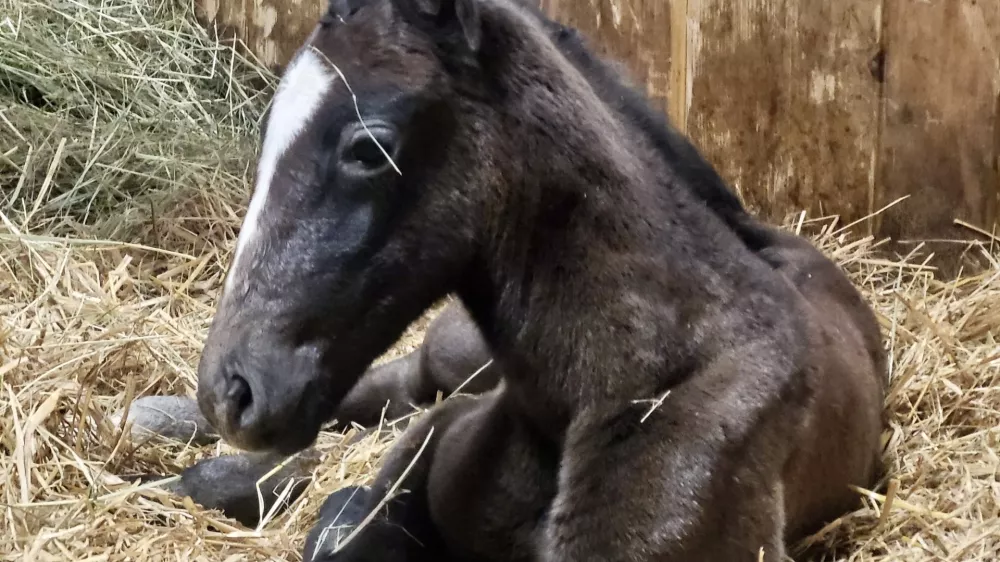 V Kobilarni Lipica so dočakali rojstvo prvega leto&scaron;njega žrebeta. Foto: kobilarna Lipica