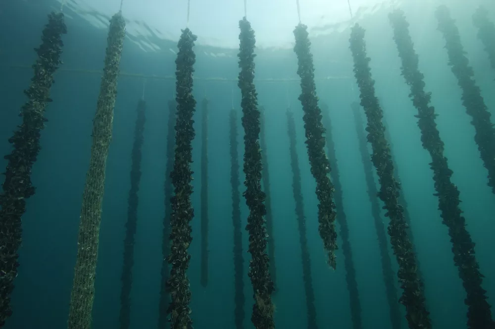 &Scaron;koljči&scaron;če Zavoda YouSea. Foto: Borut Furlan